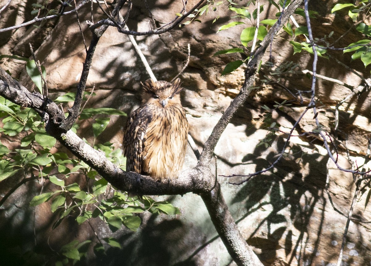 Tawny Fish-Owl - ML403220081