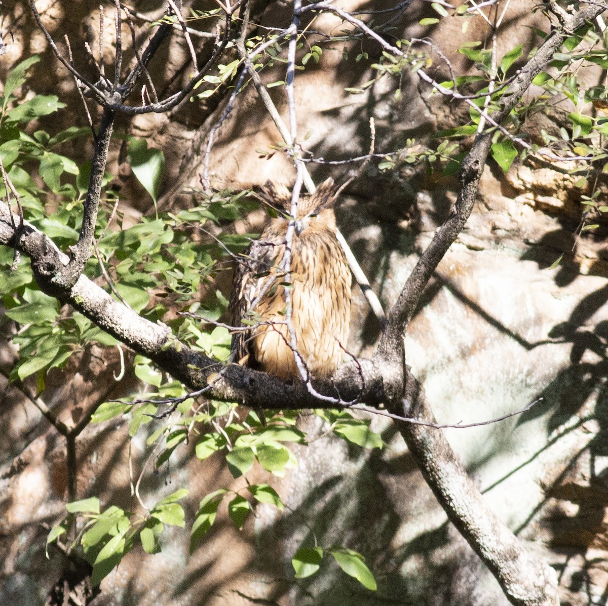 Tawny Fish-Owl - ML403220101