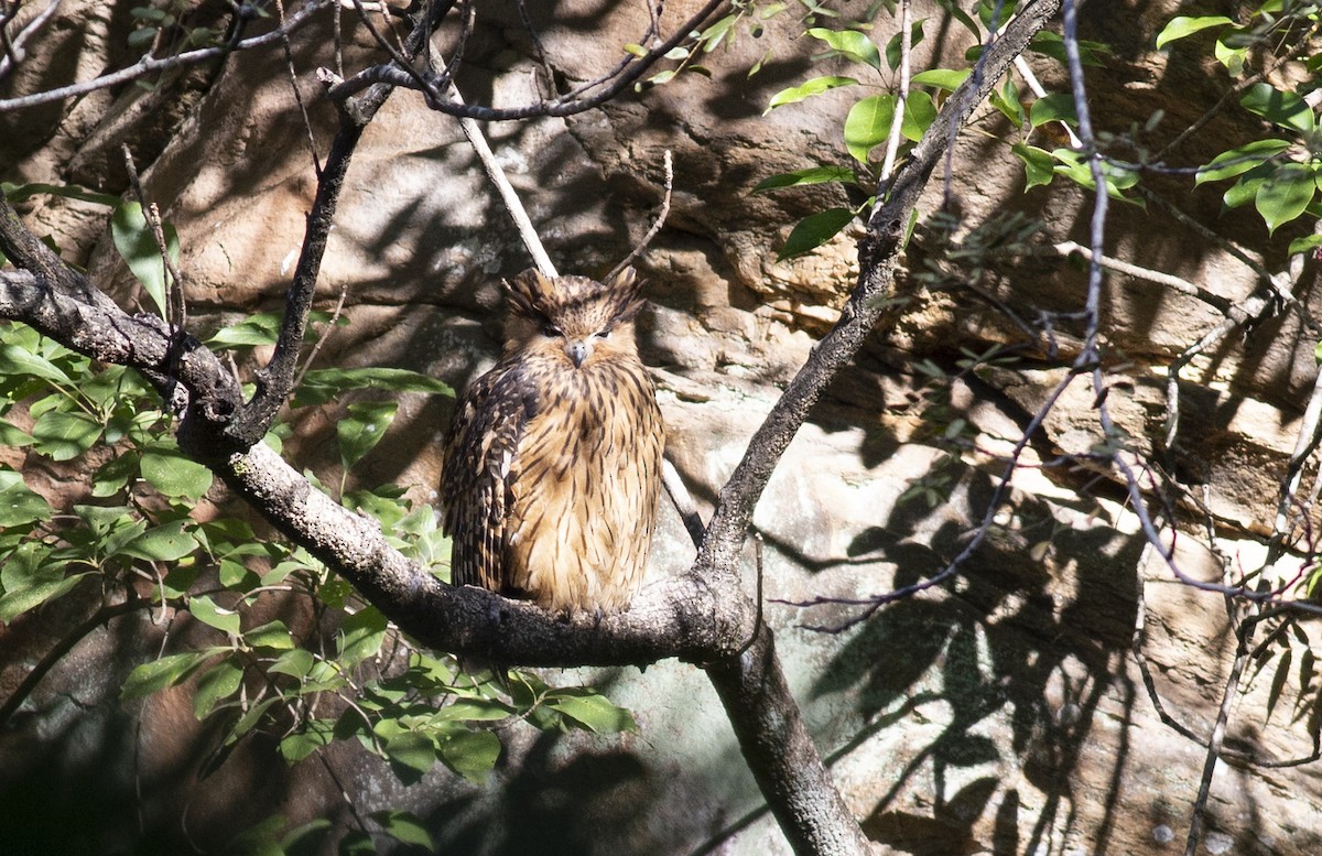 Tawny Fish-Owl - ML403220121