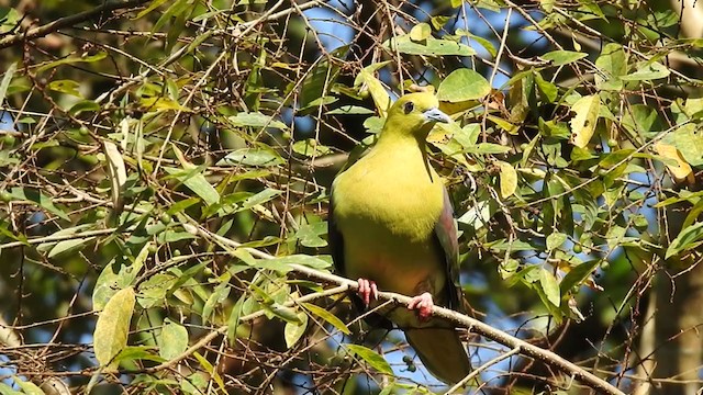 Wedge-tailed Green-Pigeon - ML403223951