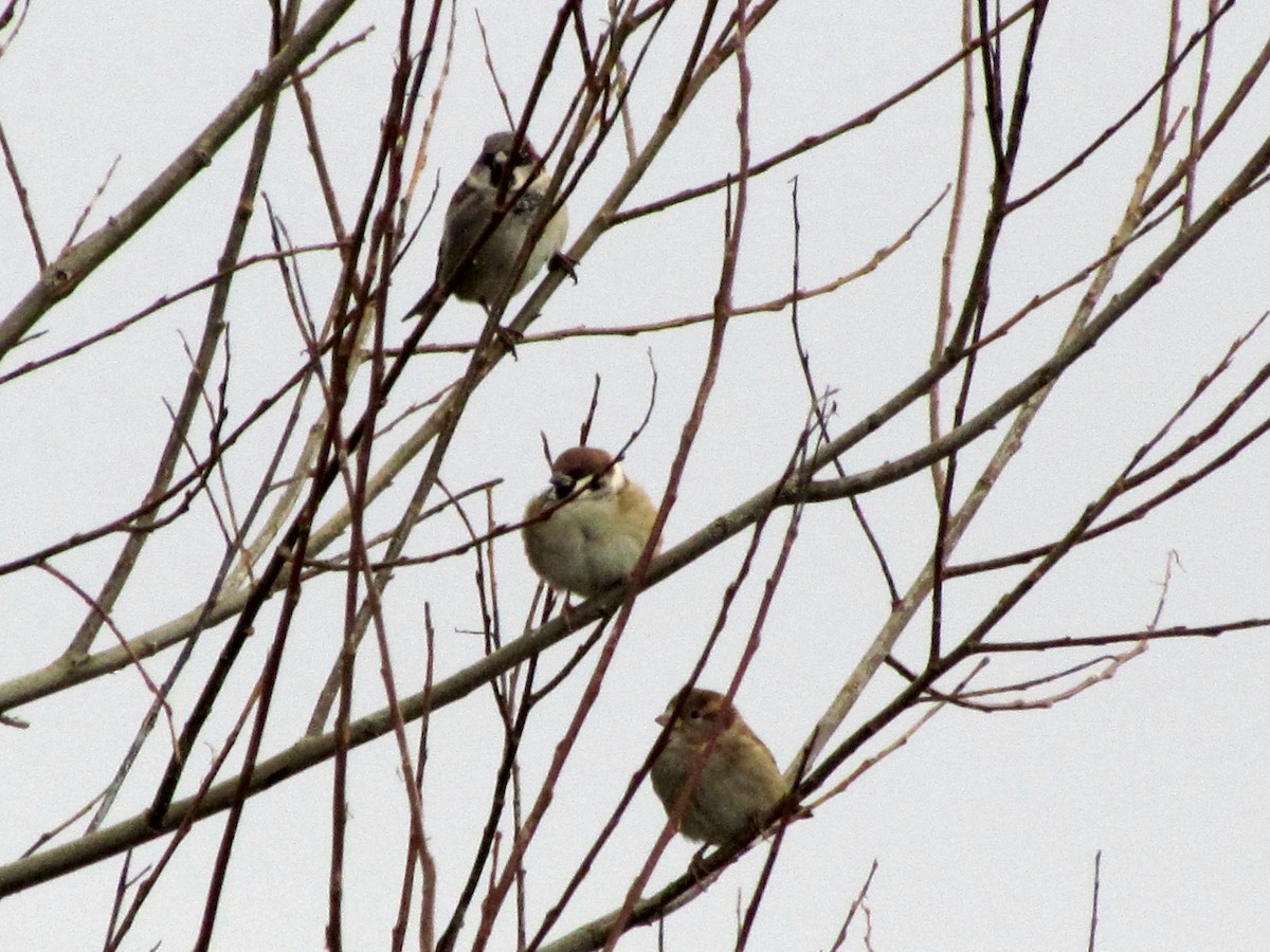 Eurasian Tree Sparrow - ML40322671
