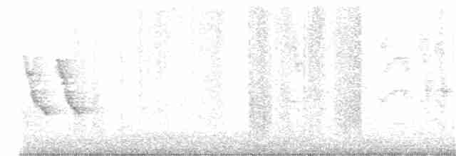 Волоочко співоче (підвид grenadensis) - ML403227891