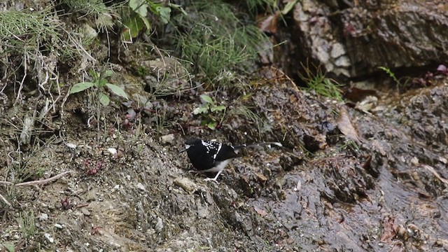 Spotted Forktail - ML403228651