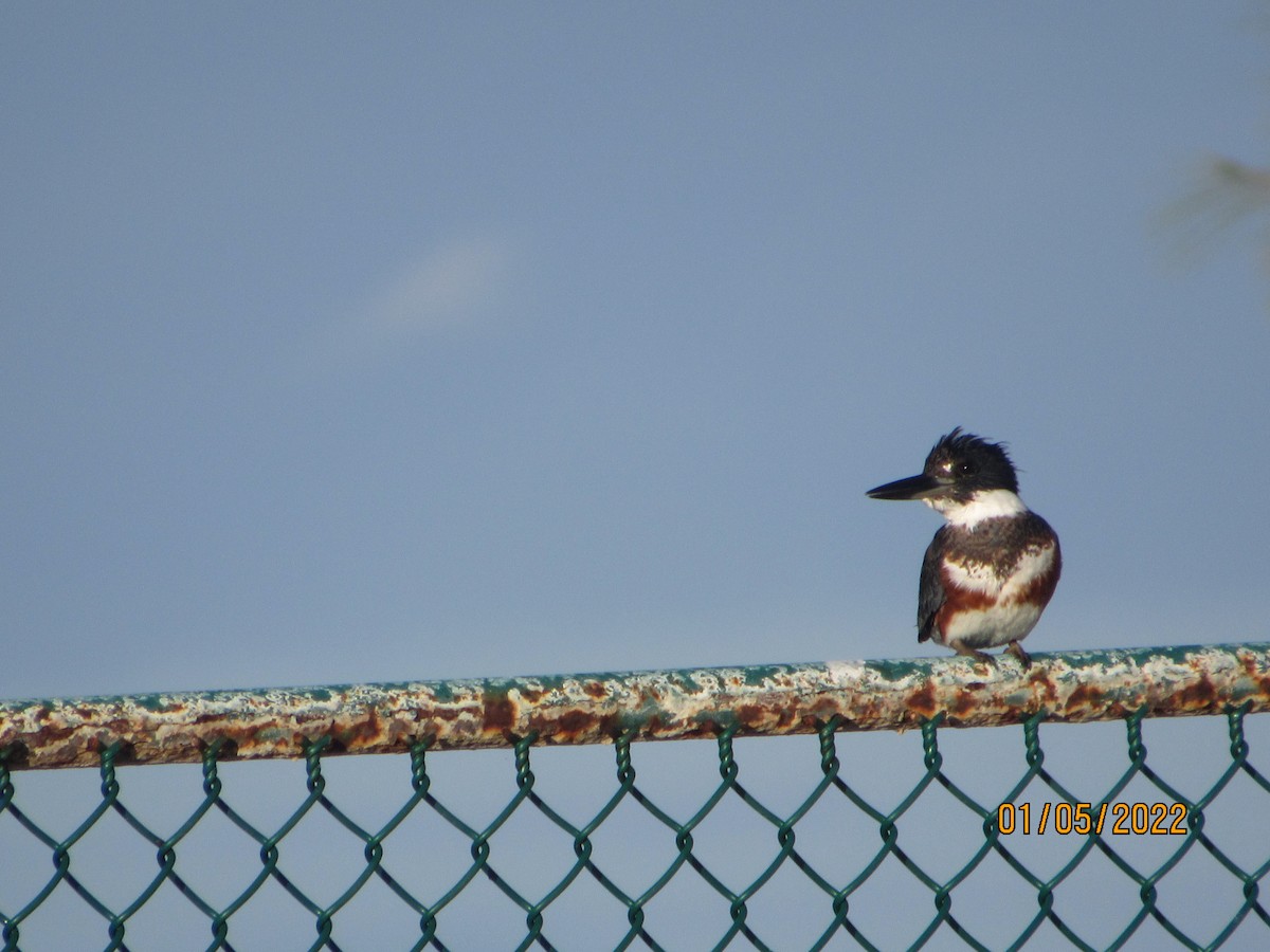Belted Kingfisher - ML403228841