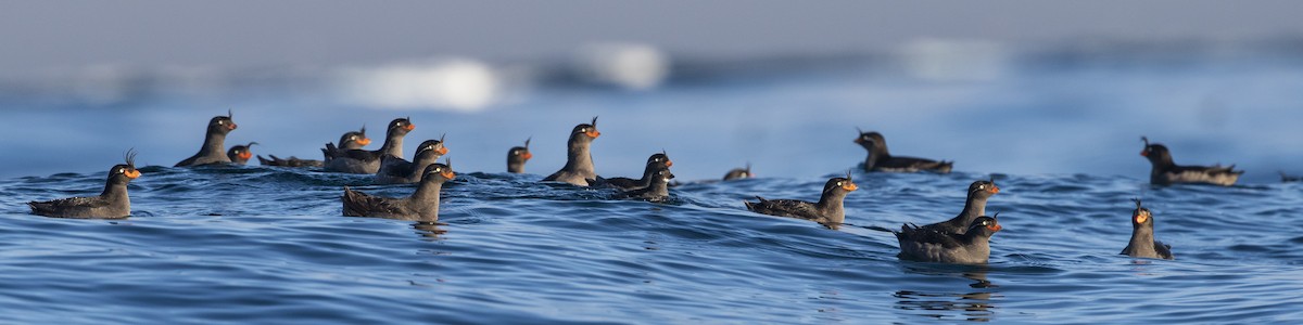 Crested Auklet - ML403229861