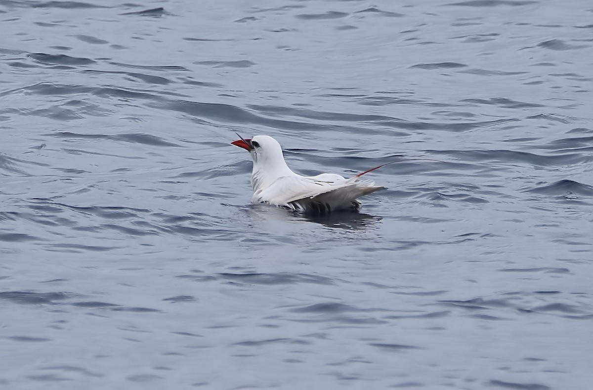 Red-tailed Tropicbird - ML403230901