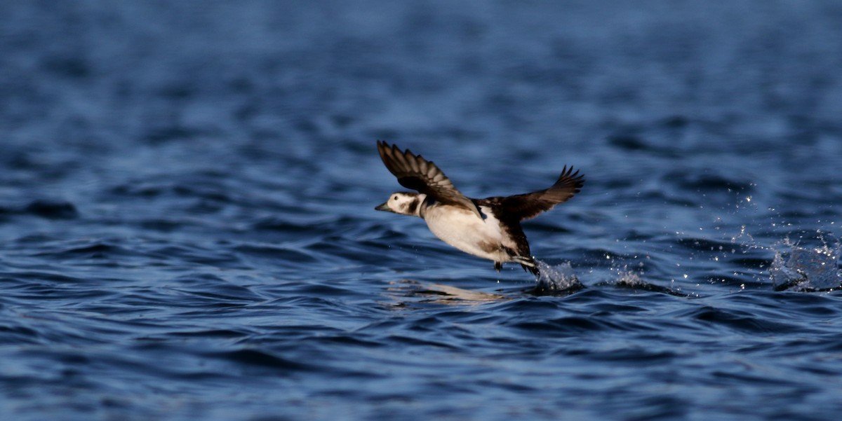 Long-tailed Duck - Jay McGowan