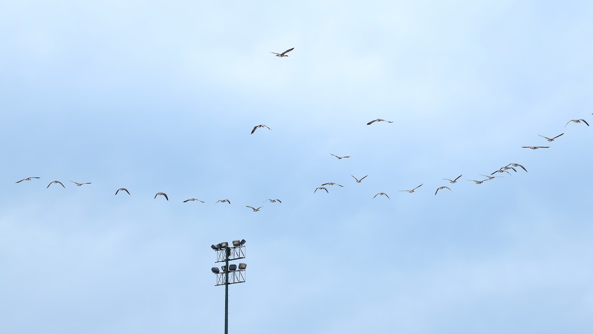 Ebird Checklist 23 Sep 2021 Montrose Point Bird Sanctuary Lincoln