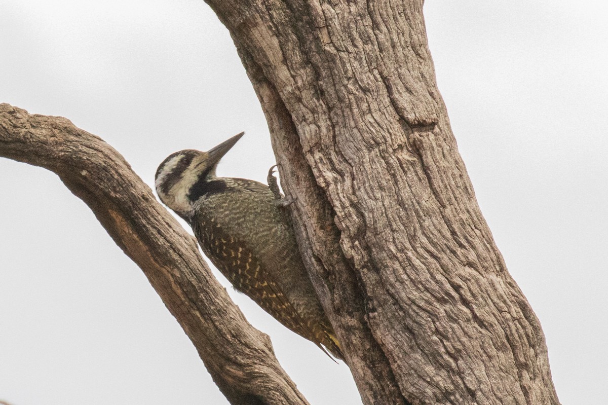 Bearded Woodpecker - ML403235381