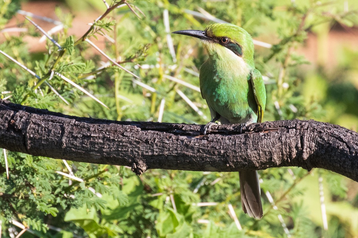 Swallow-tailed Bee-eater - ML403237071