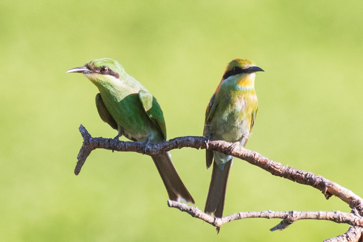 Swallow-tailed Bee-eater - ML403237081