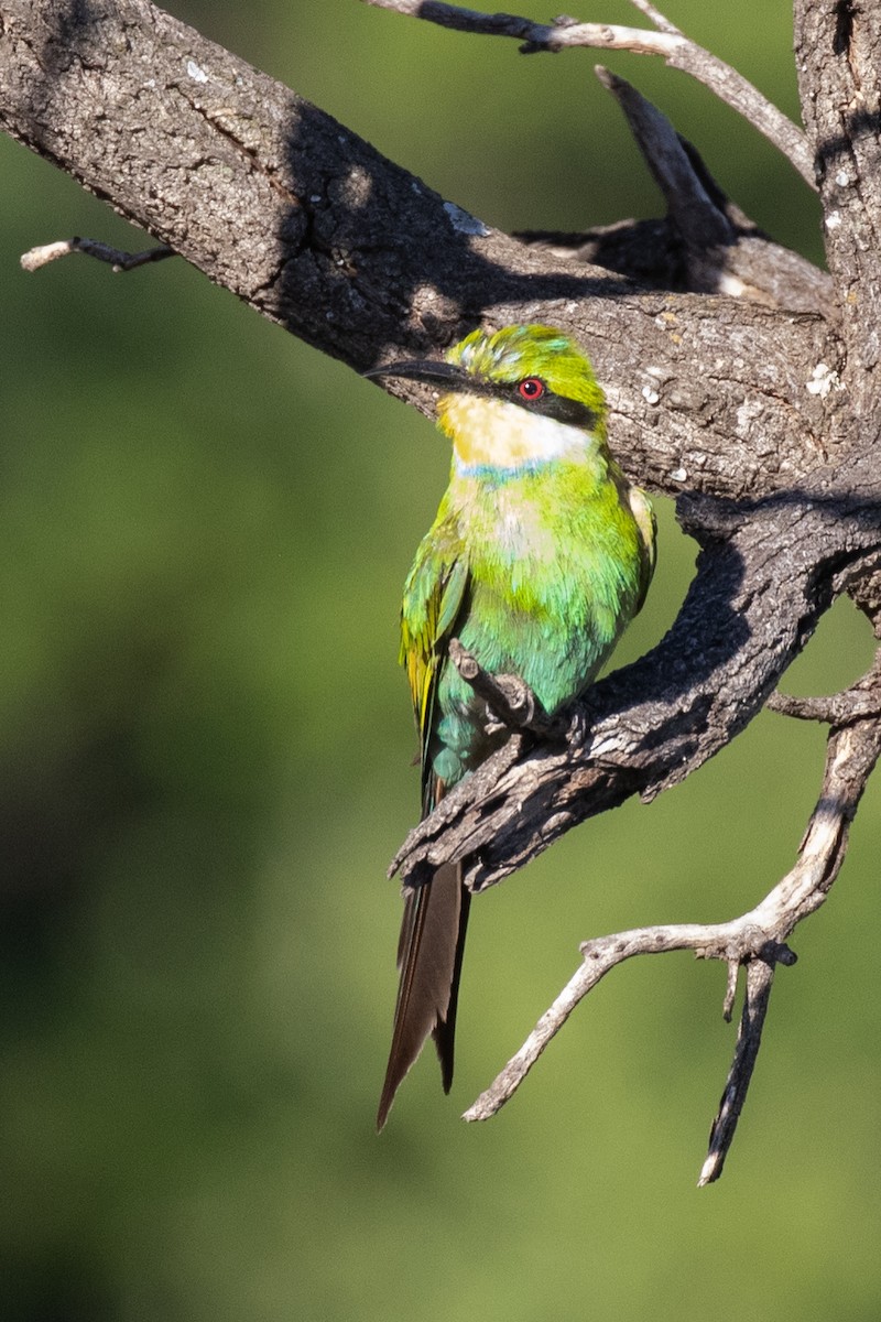 Swallow-tailed Bee-eater - ML403237101