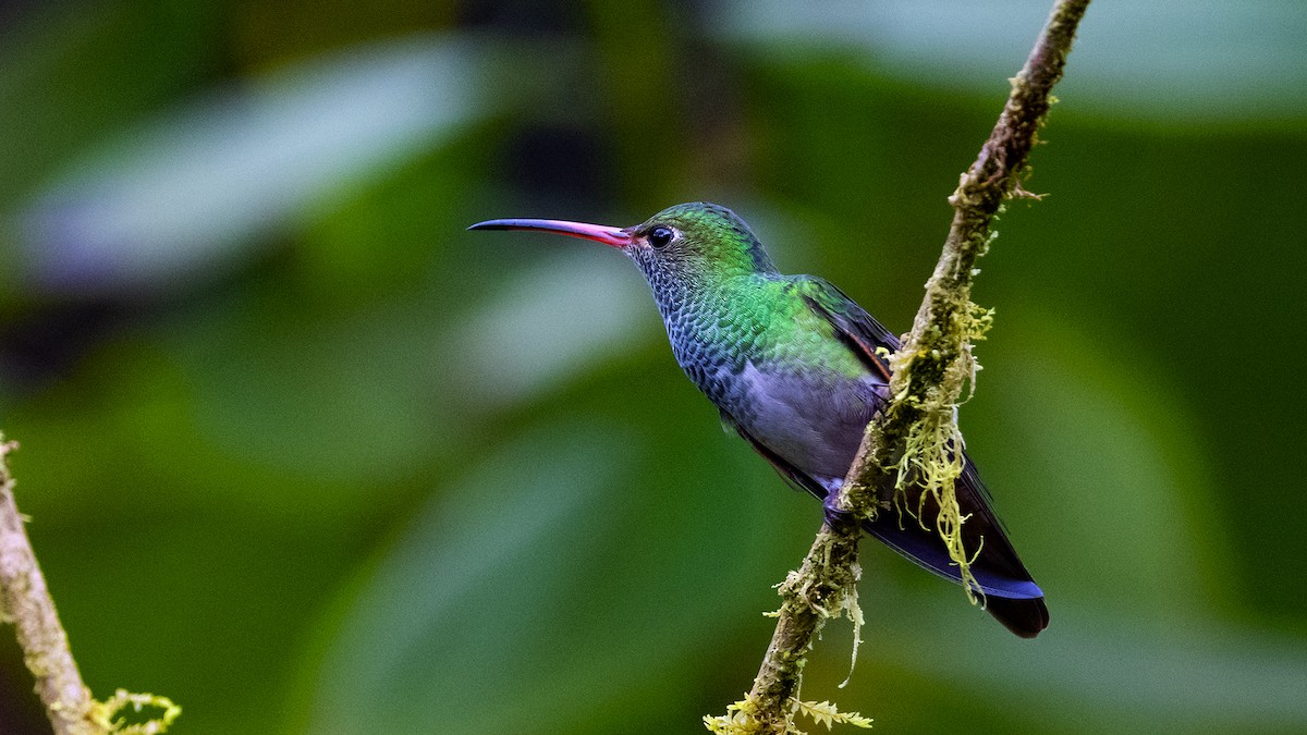 Rufous-tailed Hummingbird - James Livaudais