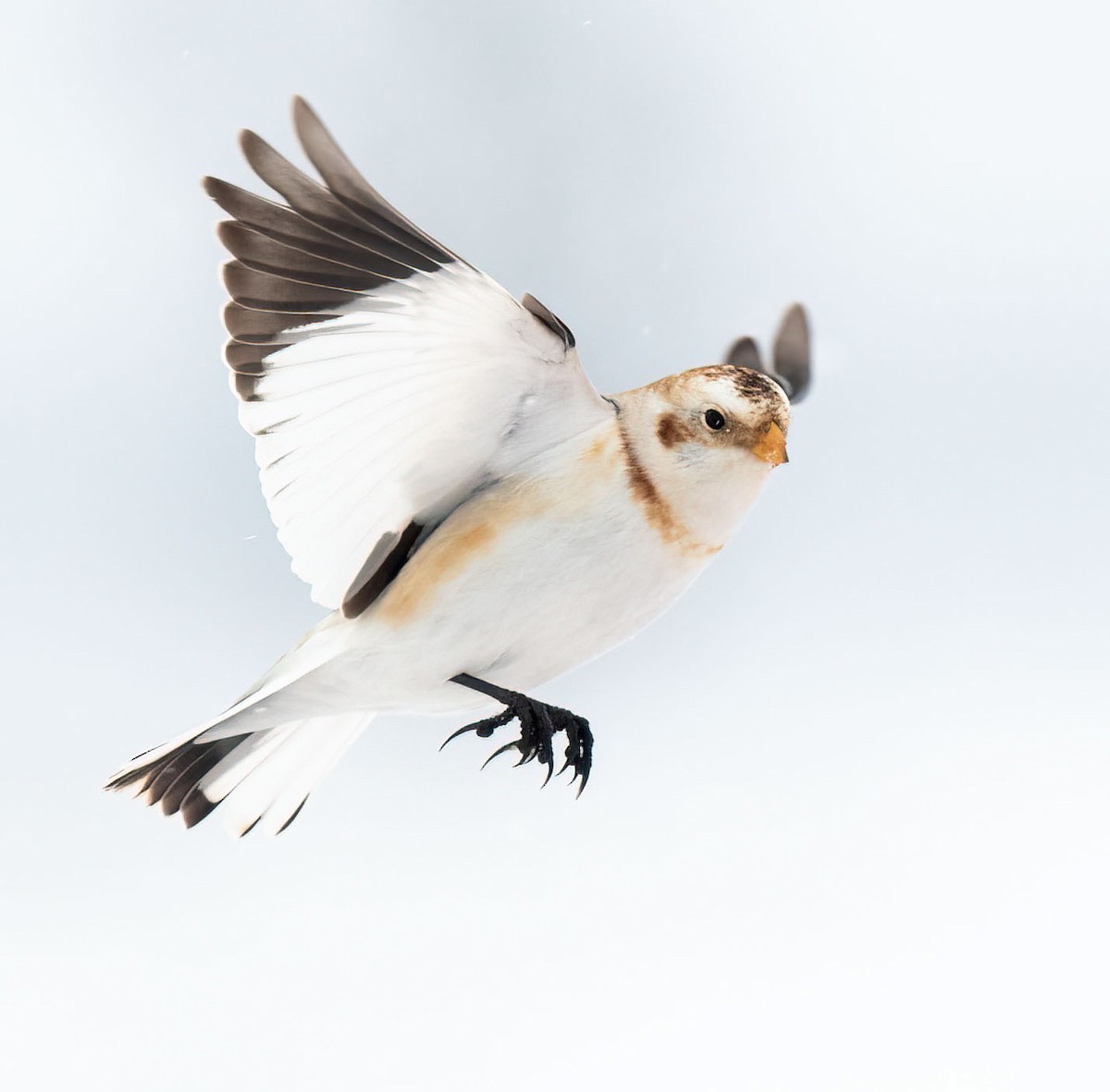 Snow Bunting - Anne-Marie Dufour