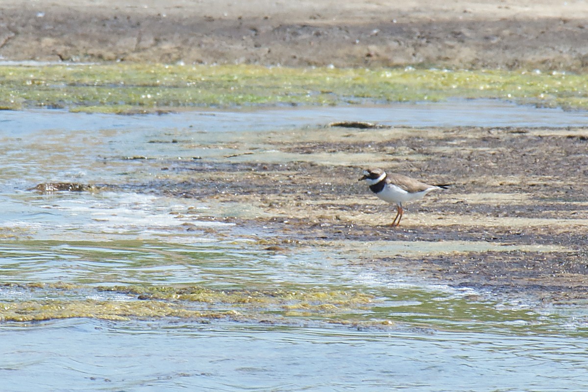 Common Ringed Plover - ML403238971