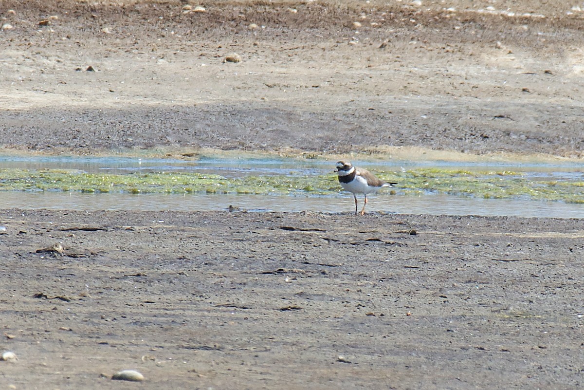 Common Ringed Plover - ML403238981