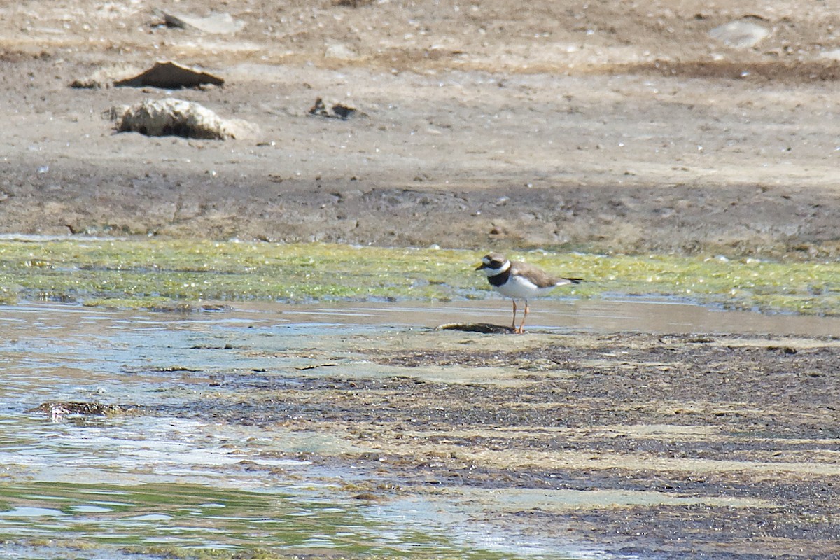 Common Ringed Plover - ML403238991