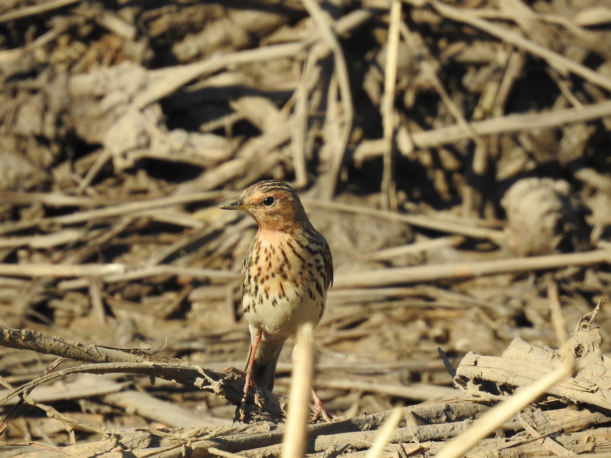 Red-throated Pipit - ML403243221
