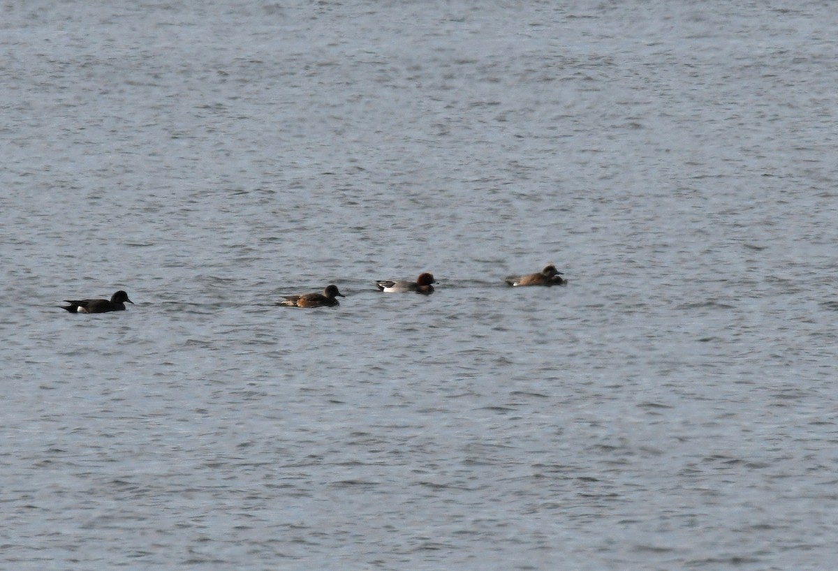 eBird Checklist - 6 Jan 2022 - Craney Island Disposal Area (restricted ...