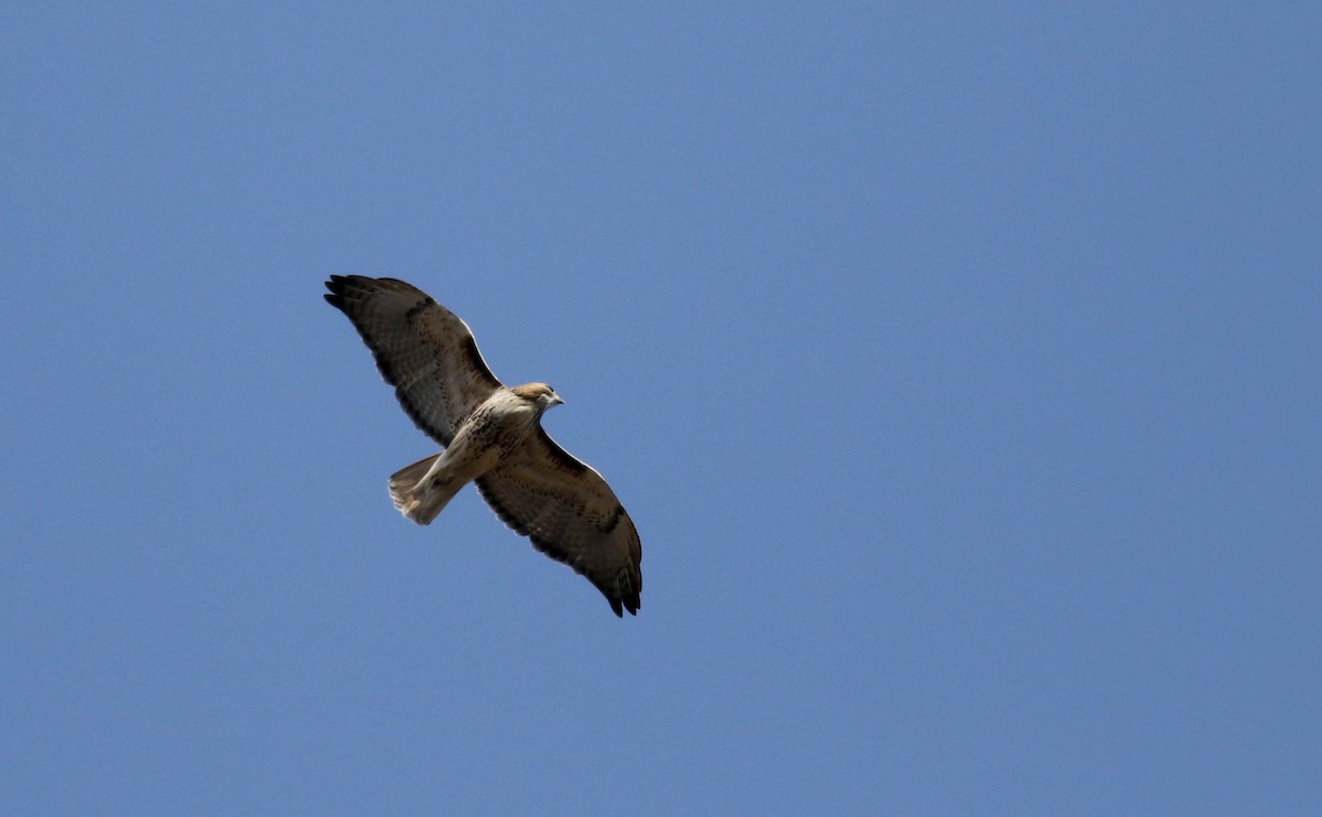 Red-tailed Hawk (borealis) - ML40324671