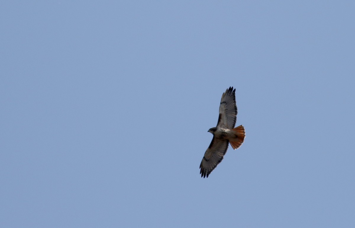 Red-tailed Hawk (borealis) - ML40324681