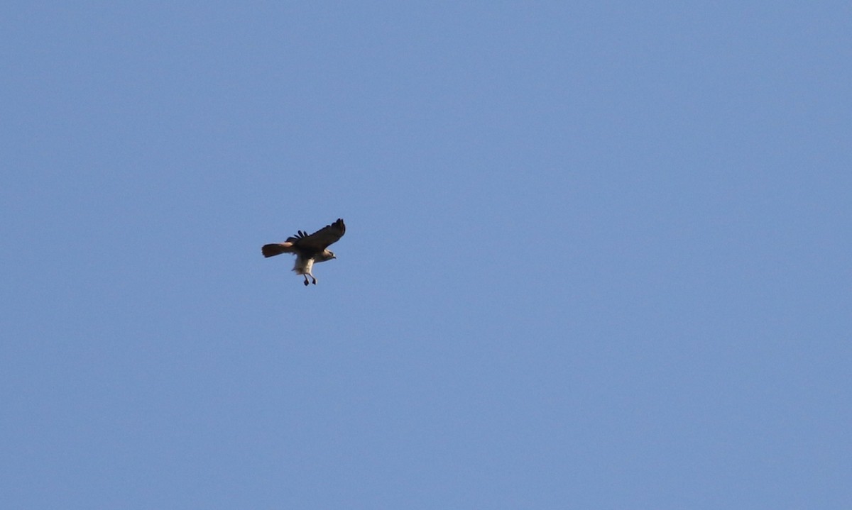 Red-tailed Hawk (borealis) - ML40324711