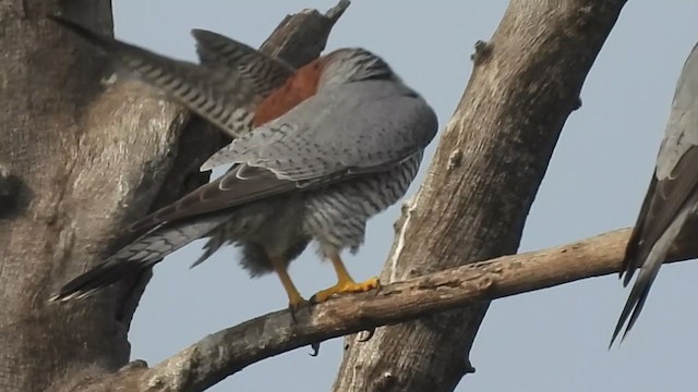 Red-necked Falcon - ML403249081