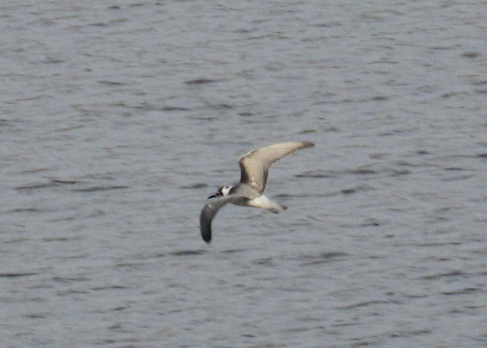 White-winged Tern - ML403251531