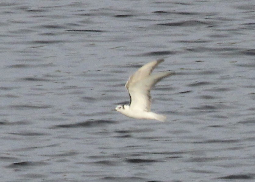White-winged Tern - ML403251551