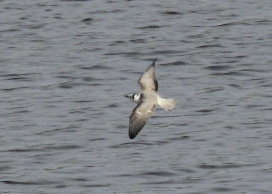 White-winged Tern - ML403251591