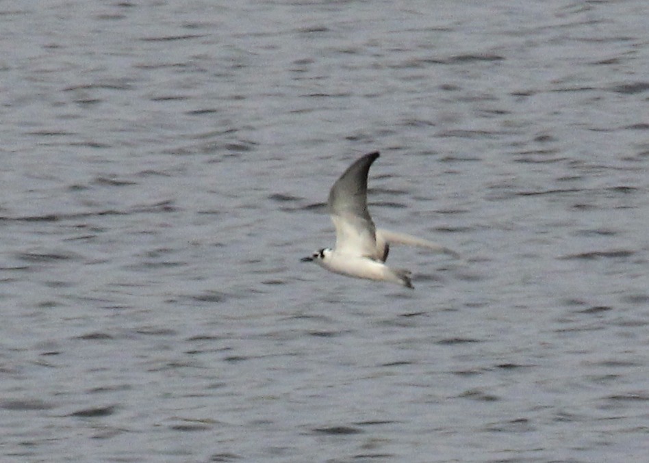 White-winged Tern - ML403251601