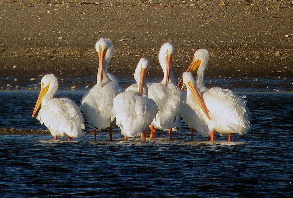 American White Pelican - Mike Fahay