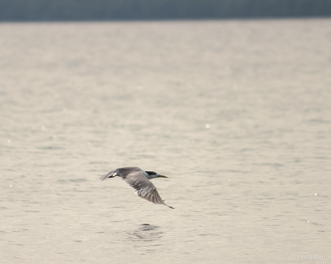 Great Crested Tern - ML403262941