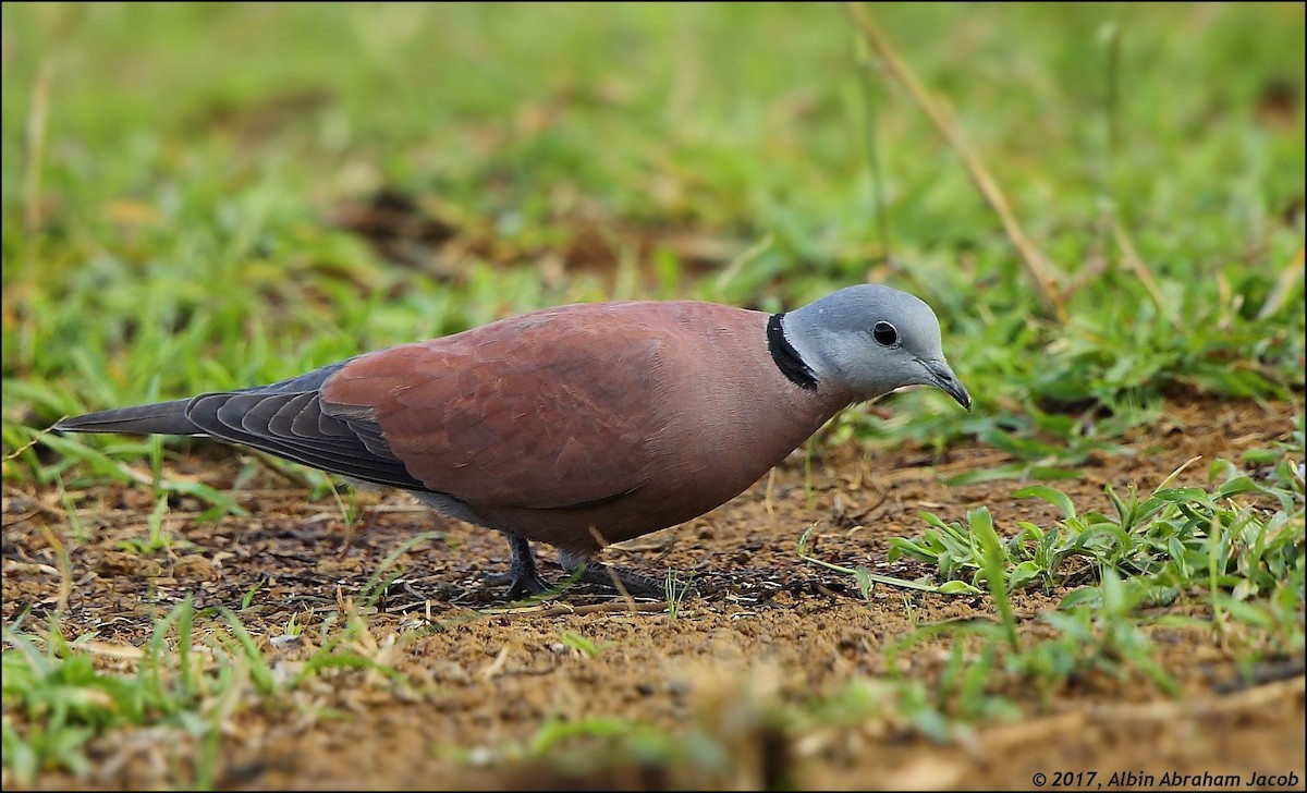 Red Collared-Dove - ML403263041