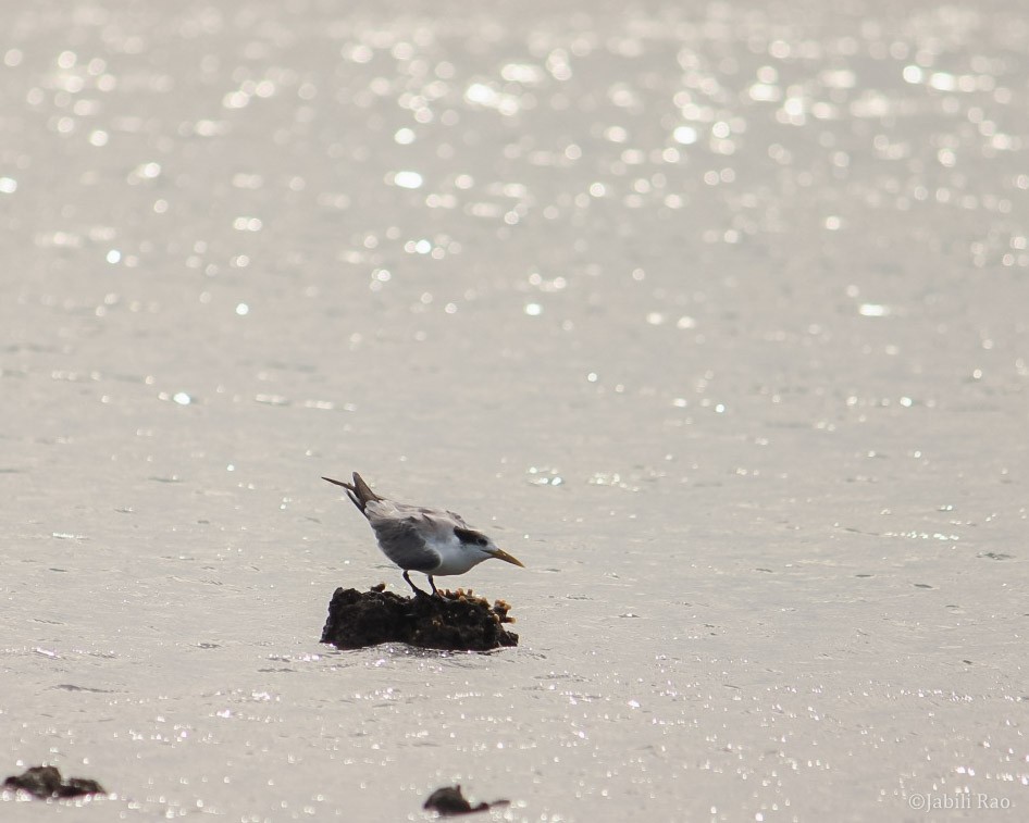 Great Crested Tern - ML403263271