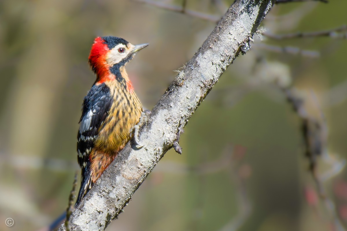 Crimson-naped Woodpecker - Soumyadeep  Chatterjee