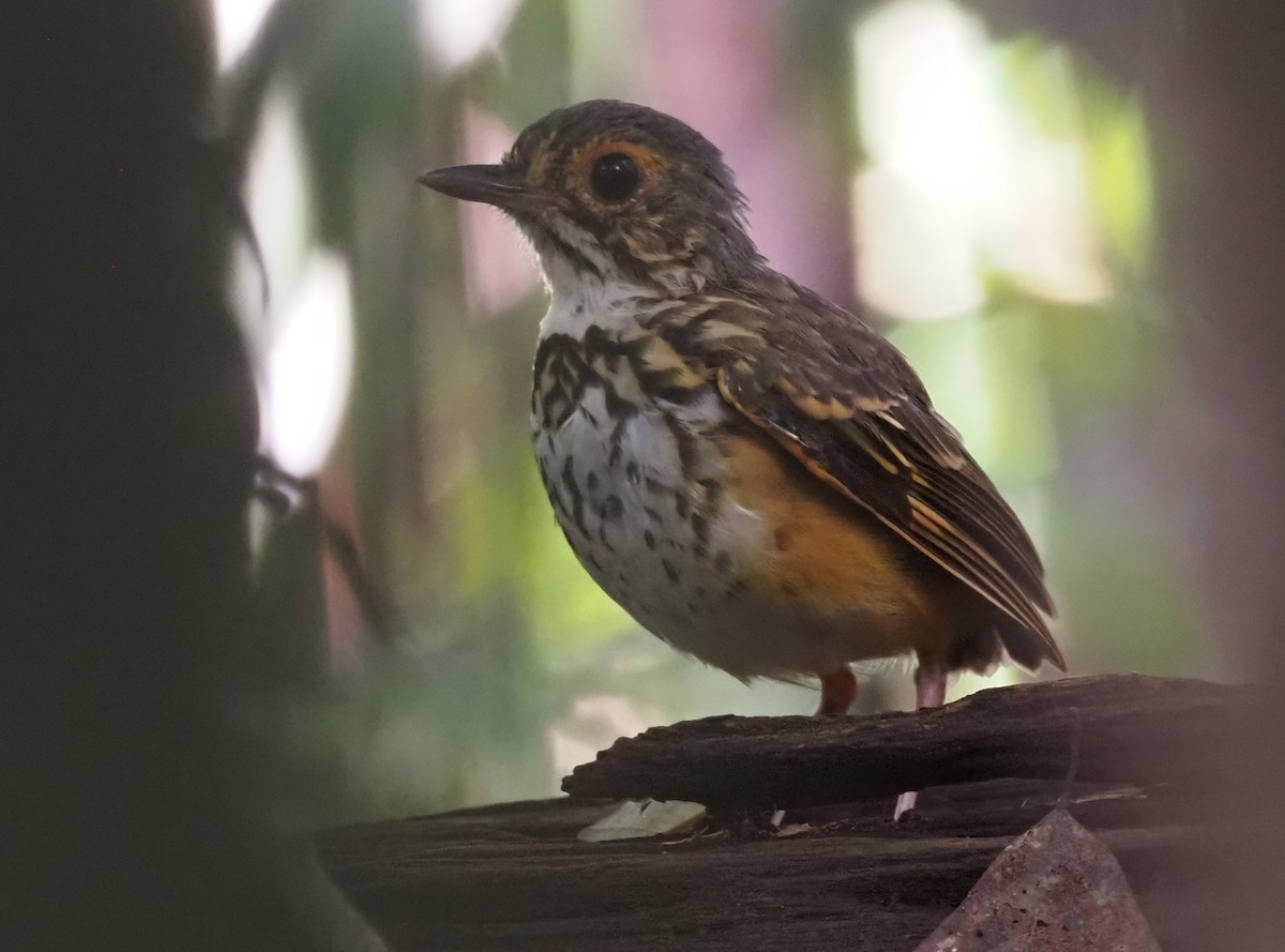 Spotted Antpitta - ML403271071
