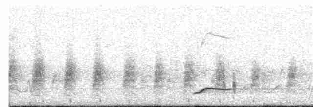 White-tailed Shrike - ML403271191