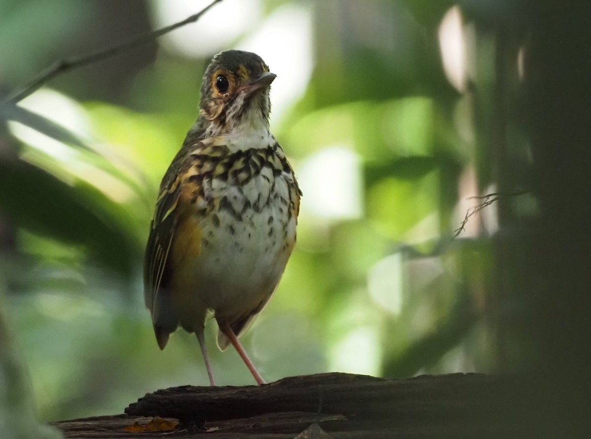 Spotted Antpitta - ML403271711