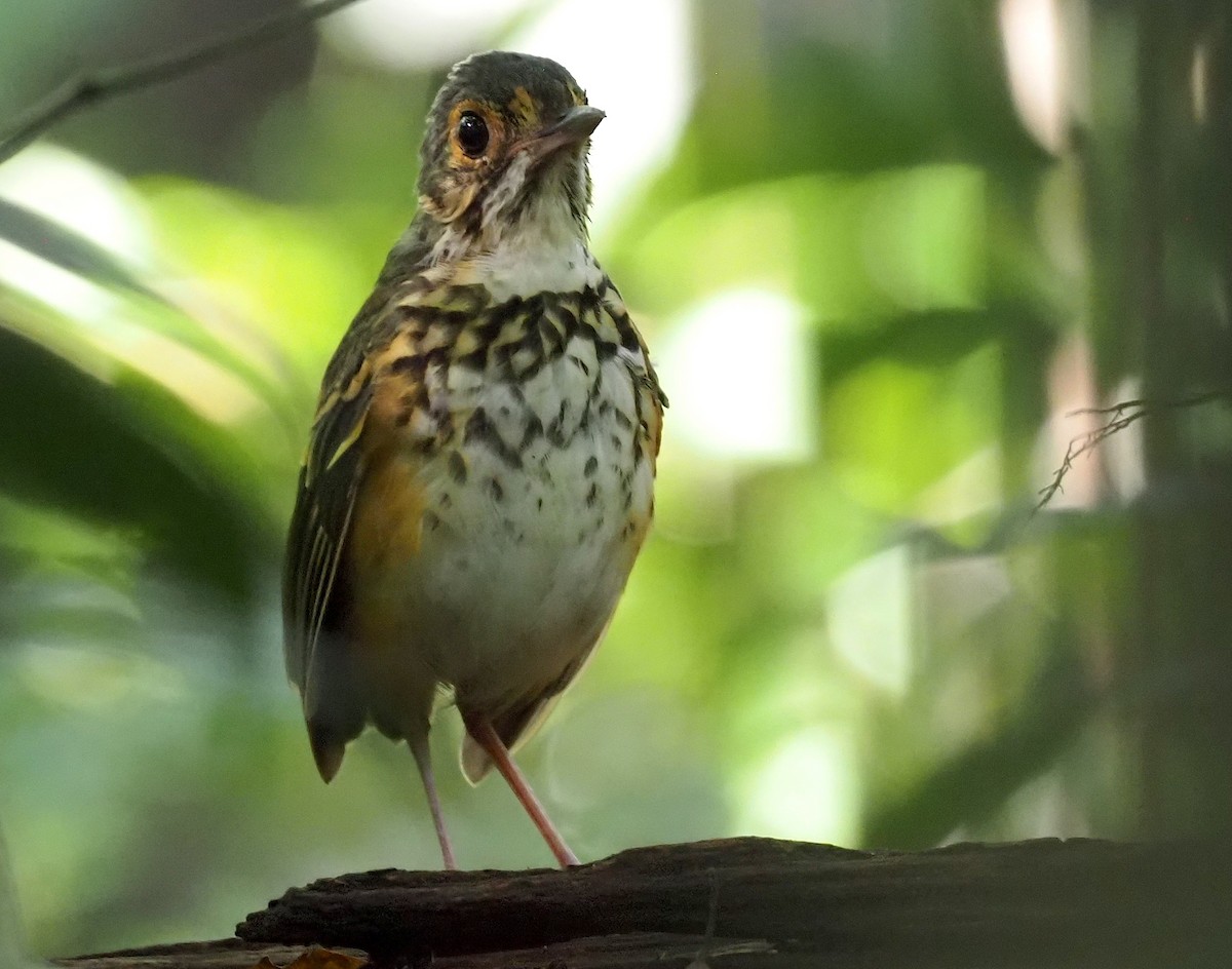 Spotted Antpitta - ML403271951