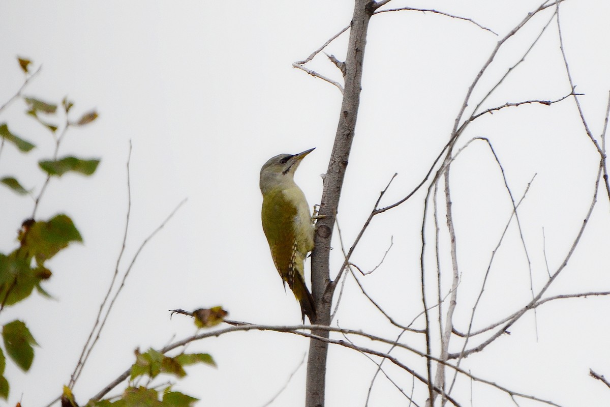 Gray-headed Woodpecker - ML403276331