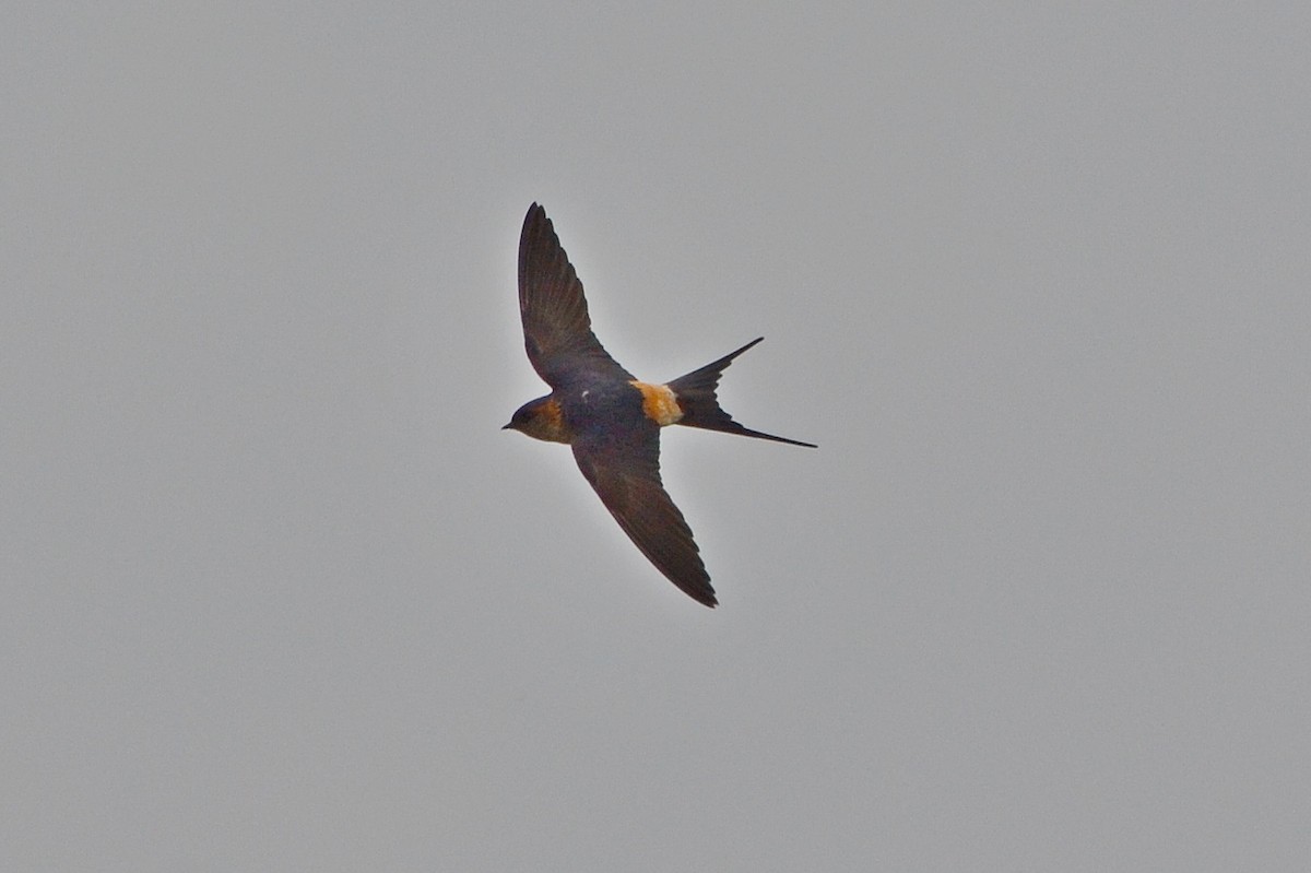 Red-rumped Swallow - ML403276661