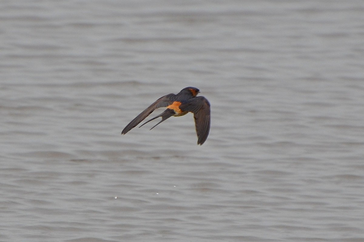 Red-rumped Swallow - ML403276691