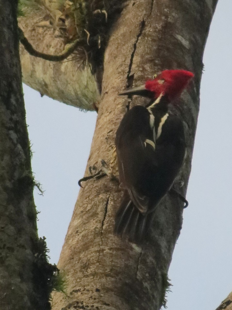 Guayaquil Woodpecker - Diane Morton