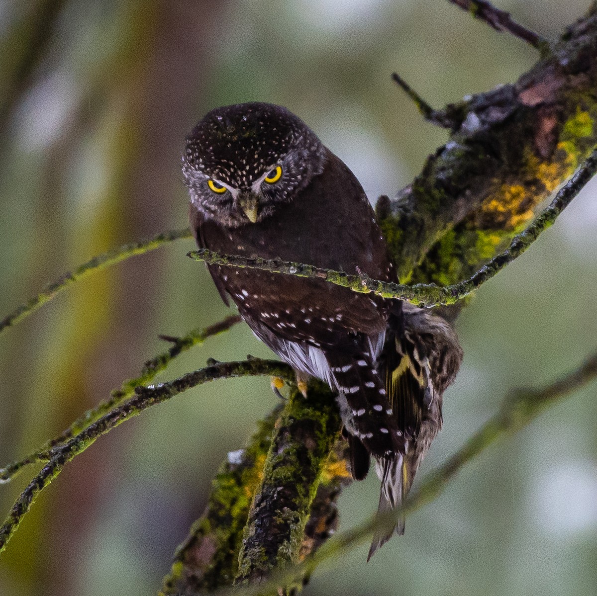Northern Pygmy-Owl - ML403282511