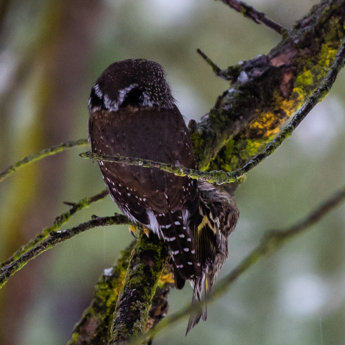 Northern Pygmy-Owl - ML403282521