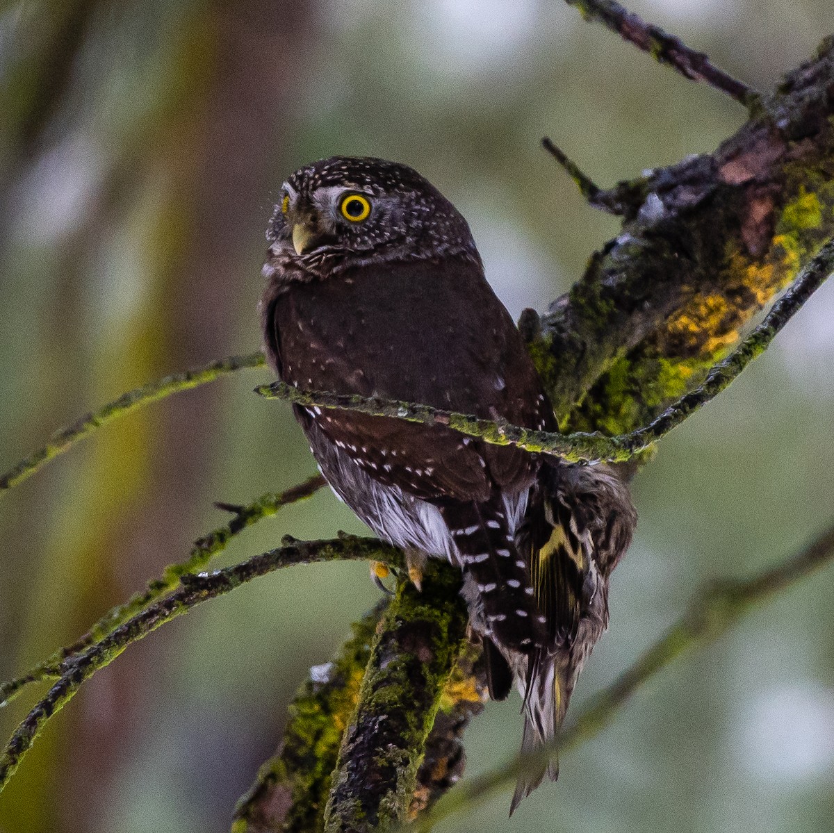 Northern Pygmy-Owl - ML403282541