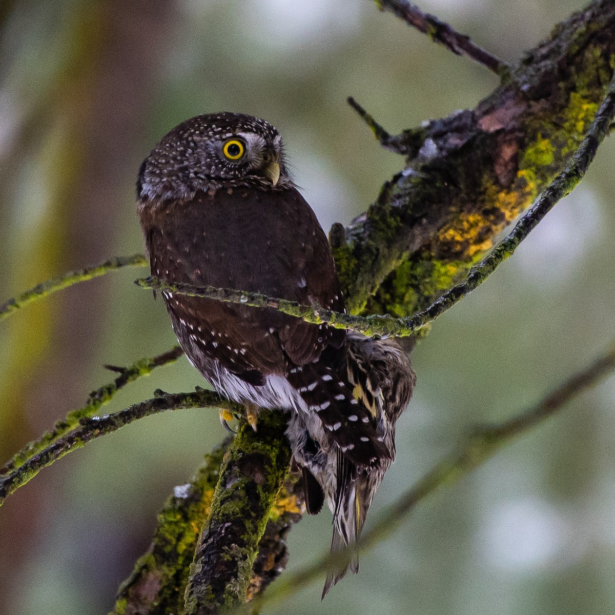Northern Pygmy-Owl - ML403282551