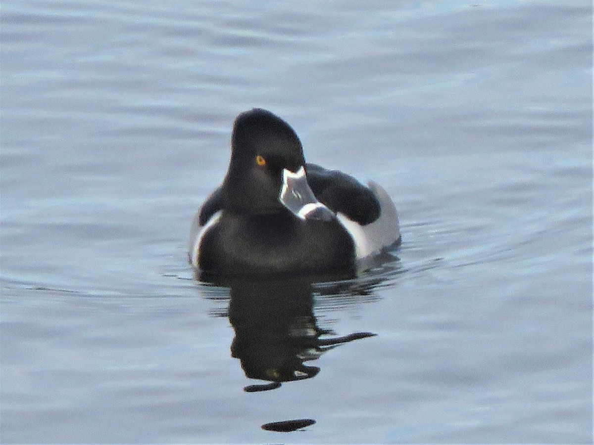 Ring-necked Duck - ML403285191