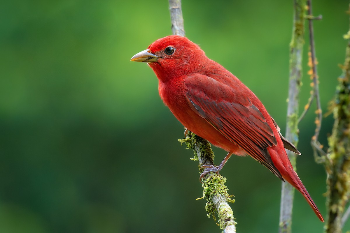 Summer Tanager - ML403288621